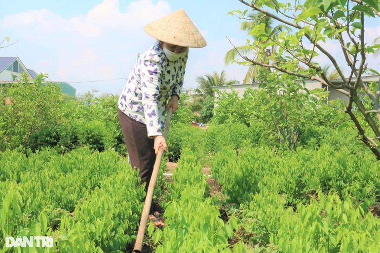 Nữ nông dân U60 tăng thu nhập nhờ... phân cá bón cây