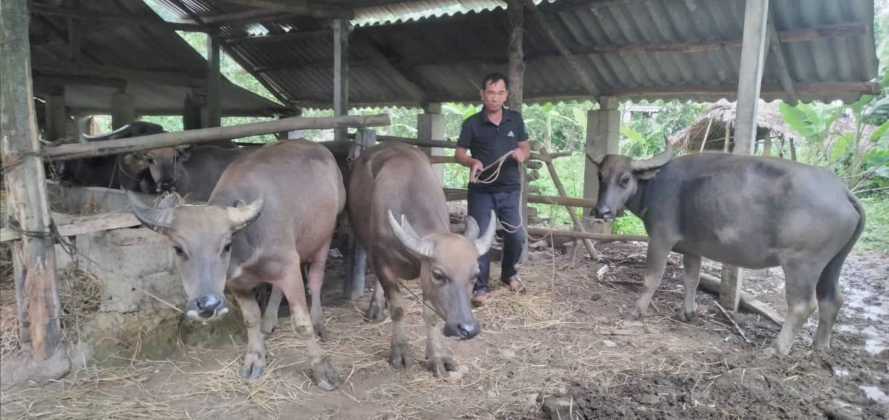 Tuyên Quang: Chăn nuôi đại gia súc giúp nhiều hộ nông dân Lâm Bình thoát nghèo bền vững
