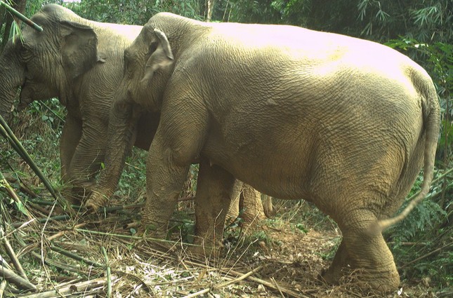 Hai cá thể voi rừng bất ngờ xuất hiện ở Vườn quốc gia Vũ Quang